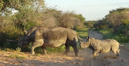 6-nights-khama-rhino-lekhubu-ckgr-UWEj4.jpg 2