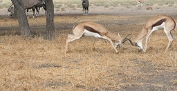 6-nights-khama-rhino-lekhubu-ckgr-r7aoi.jpg 1