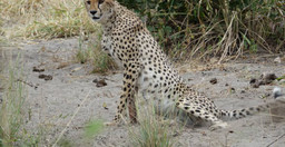 7-days-6-nights-tanzania-safari-5bCBY.jpg 1