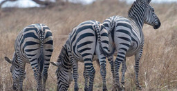 7-days-6-nights-tanzania-safari-ikMsN.jpg 3
