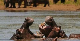 7-days-best-of-kenya-masai-mara-lake-nakuru-naivasha-and-amboseli-safari-tour-9kzLI.jpg 1