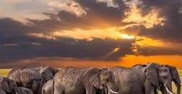 7-days-best-of-kenya-masai-mara-lake-nakuru-naivasha-and-amboseli-safari-tour-eIDyB.jpg 2
