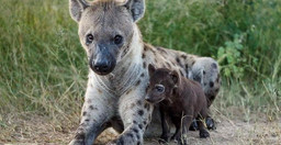 7-days-best-of-tanzania-on-offer-till-30th-dec-2020-IJg4n3vbAk.jpeg 2