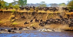 7-days-wildebeest-migration-safaris-lake-manyara-serengeti-ngorongoro-and-tarangire-WVfau.jpg 2