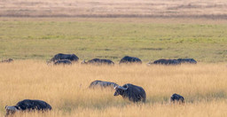 7-days-wildlife-culture-0JgAE.jpg 3