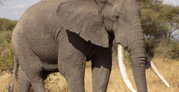 7-days-wildlife-culture-1M8JH.jpg 1