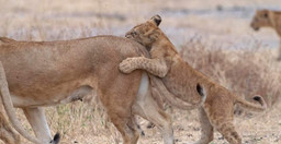 7-days-wildlife-culture-MzVZ1.jpg 2