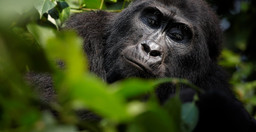 8-day-best-of-uganda-tour-iMHEr.jpg 3