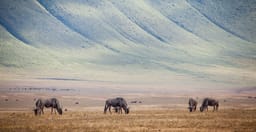 8-day-explore-serengeti-great-wildebeest-migration-tour-Lb4lP.jpg 1