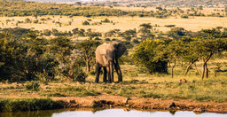 8-day-murchison-falls-chimp-and-epic-gorilla-trekking-6ZCZb.jpg 3