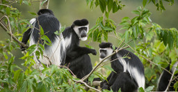8-day-murchison-falls-chimp-and-epic-gorilla-trekking-snpQM.jpg 2