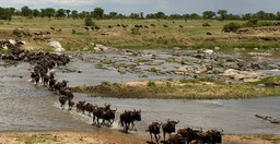 8-days-7-nights-tanzania-holiday-wildebeest-migration-yHkjr.jpg 2