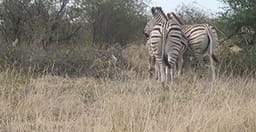 8-days-overlanding-safari-tour-in-botswana-oG02M.jpg 2