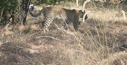 8-days-overlanding-safari-tour-in-botswana-sM7jG.jpg 1