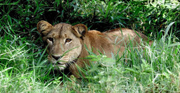 8-days-uganda-wildlife-holiday-1hwRgjkQh9.jpg 3