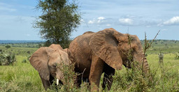 8-days-uganda-wildlife-holiday-ChxxO9tX8f.jpg 2