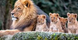 adventure-safari-bookers-QMwFA.jpg 1