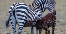 amboseli-gardens-1.jpg 1