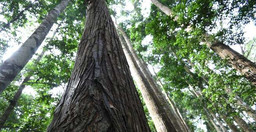 balade-dans-la-foret-du-parc-national-banco-JC4cwk8Zuu.jpeg 1