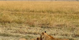 bencia-africa-adventure-safaris-ltd-MG9yH.jpg 1
