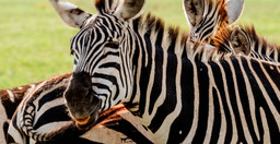best-2-day-safari-from-zanzibar-6JE1j.jpg 2