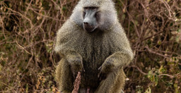 best-2-day-safari-from-zanzibar-8bXaR.jpg 3