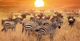 big-five-explorer-9TnnT1d11S.jpg 3