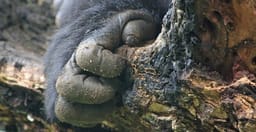 bwindi-gorilla-trekking-uganda-QuSaO.jpg 2