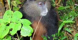 bwindi-gorilla-trekking-uganda-s64cZ.jpg 1