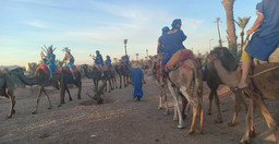 camel-ride-in-the-palm-grove-of-marrakech-MGSdBlszNv.jpeg 1