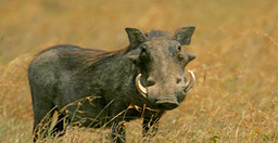 classic-kenya-eFA6LONuf3.jpeg 3