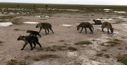 classic-kenya-highlights-safari-QFKbj.jpg 3