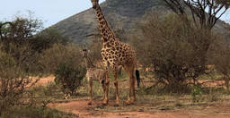 classic-kenya-highlights-safari-cZsOM.jpg 1