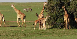 classic-kenya-highlights-safari-zrYqj.jpg 2