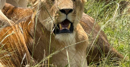 cottars-1920-safari-camp-1.jpg 1