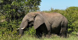 cottars-1920-safari-camp-2.jpg 2