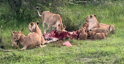 cottars-1920-safari-camp-3.jpg 3