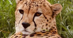 cruzeiro-safaris-kenya-safaris-tours-operator-in-nairobi-SIac5.jpg 1