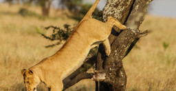 day-trip-selous-day-safari-tour-A60EV.jpg 2