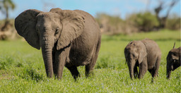 day-trip-selous-day-safari-tour-I417T.jpg 3
