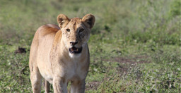 day-trip-selous-day-safari-tour-ZQ2qj.jpg 1