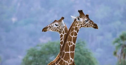 day-trip-to-serval-wildlife-8fc1vxdiZF.jpg 1