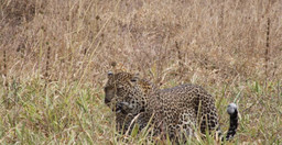 day-trip-to-tarangire-national-park-Fw3Ww.jpg 1