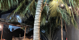fidjrosse-fin-pave-2.jpg 3
