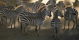 full-day-trip-to-tarangire-national-park-A5cQD.jpg 2