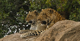 full-day-trip-to-tarangire-national-park-Cfmtt.jpg 3