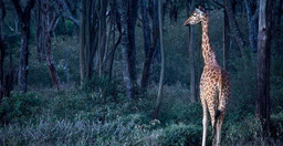 giraffe_manor-A2RE2.jpg 1