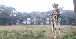 giraffe_manor-qWqMN.jpg 2