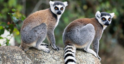 go-to-the-meetings-of-the-most-beautiful-lemurs-9MwF2UbClQ.jpeg 1
