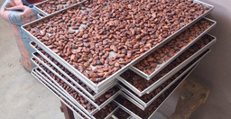 grand-bassam-nid-de-la-production-du-cacao-et-du-chocolat-sCWdZBHYgi.jpeg 1